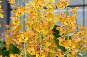 エビネ 蘭裕園 Ranyuen