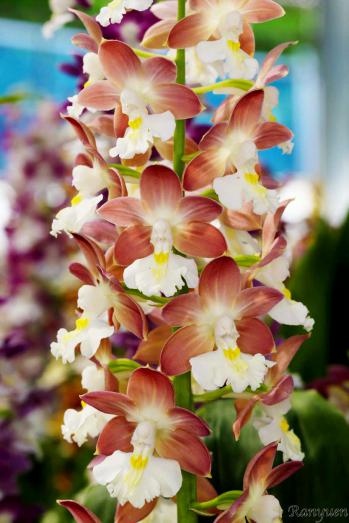 エビネ 蘭裕園 Ranyuen