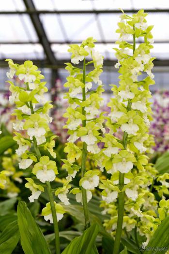 エビネ 蘭裕園 Ranyuen