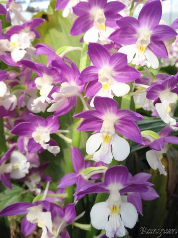 エビネ 蘭裕園 Ranyuen