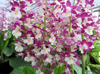 エビネ 蘭裕園 Ranyuen