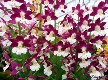 エビネ 蘭裕園 Ranyuen