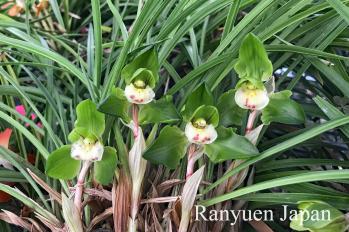 春蘭 蘭裕園 Ranyuen