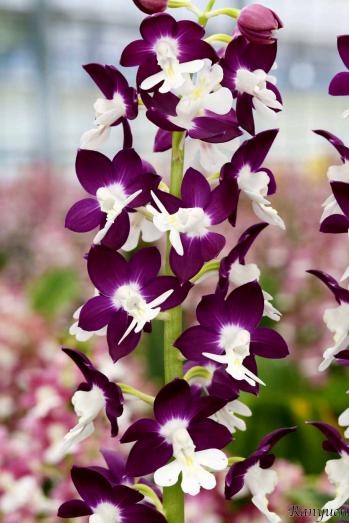 エビネ 蘭裕園 Ranyuen