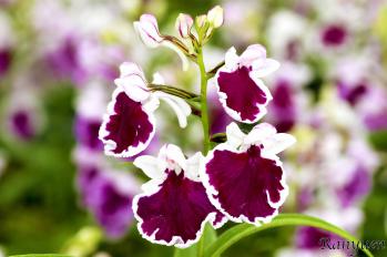 アワチドリ・夢ちどり 蘭裕園 Ranyuen