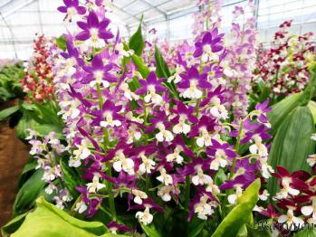 エビネ 蘭裕園 Ranyuen