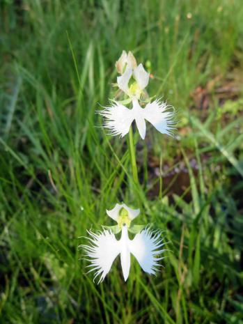 サギソウ 蘭裕園 Ranyuen