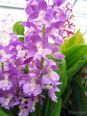 エビネ 蘭裕園 Ranyuen