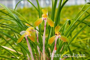 春蘭 蘭裕園 Ranyuen