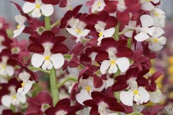 エビネ 蘭裕園 Ranyuen