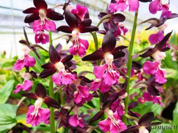 エビネ 蘭裕園 Ranyuen