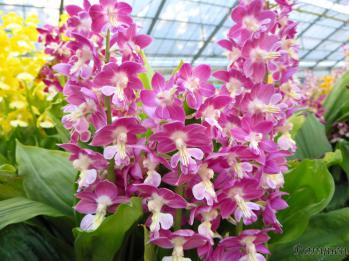 エビネ 蘭裕園 Ranyuen