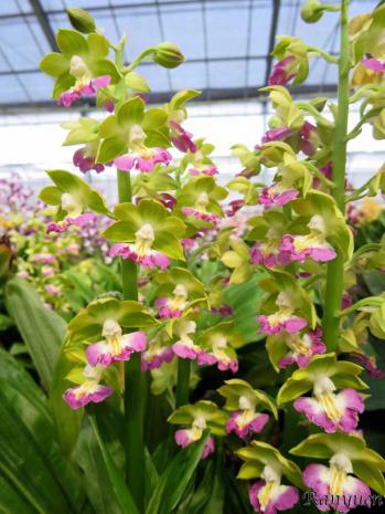 エビネ 蘭裕園 Ranyuen