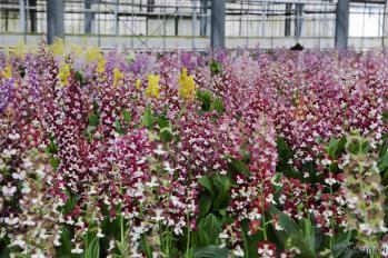 エビネ 蘭裕園 Ranyuen