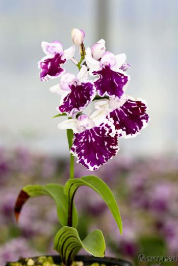 アワチドリ・夢ちどり 蘭裕園 Ranyuen