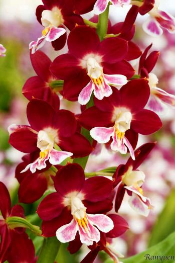 エビネ 蘭裕園 Ranyuen