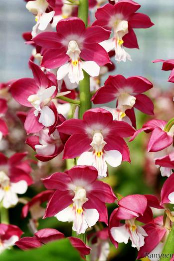 エビネ 蘭裕園 Ranyuen