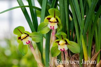 春蘭 蘭裕園 Ranyuen