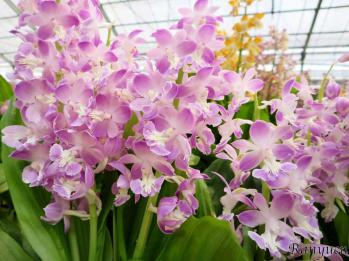 エビネ 蘭裕園 Ranyuen