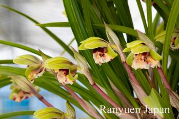 春蘭 蘭裕園 Ranyuen