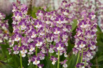 エビネ 蘭裕園 Ranyuen