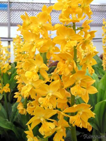 エビネ 蘭裕園 Ranyuen