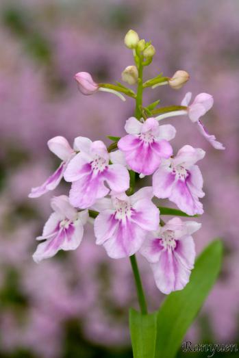 アワチドリ・夢ちどり 蘭裕園 Ranyuen