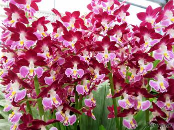 エビネ 蘭裕園 Ranyuen