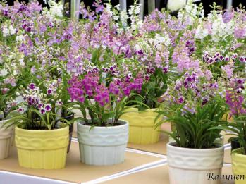 蘭裕園スタイル 蘭裕園 Ranyuen