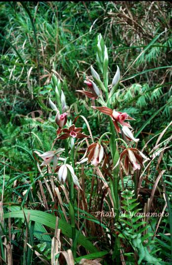 カクチョウラン 蘭裕園 Ranyuen