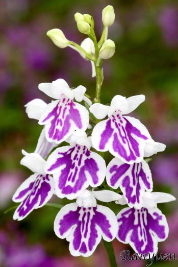 アワチドリ・夢ちどり 蘭裕園 Ranyuen