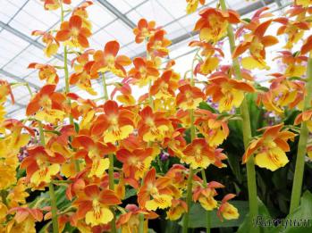 エビネ 蘭裕園 Ranyuen