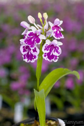 アワチドリ・夢ちどり 蘭裕園 Ranyuen