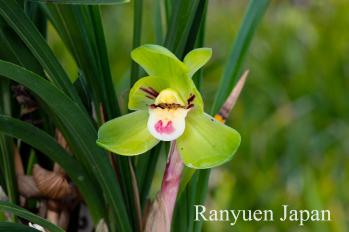 春蘭 蘭裕園 Ranyuen