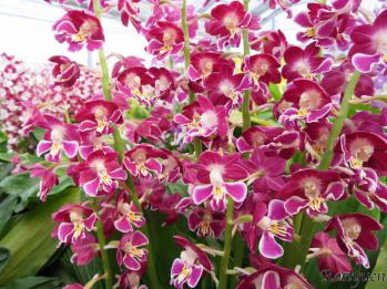 エビネ 蘭裕園 Ranyuen