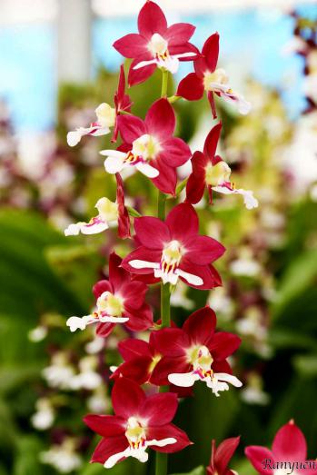 エビネ 蘭裕園 Ranyuen