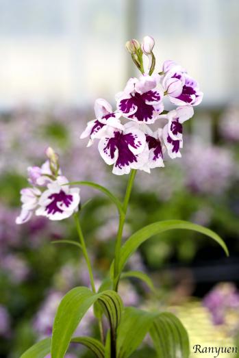 アワチドリ・夢ちどり 蘭裕園 Ranyuen