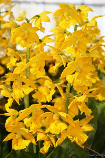 エビネ 蘭裕園 Ranyuen