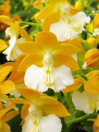 エビネ 蘭裕園 Ranyuen