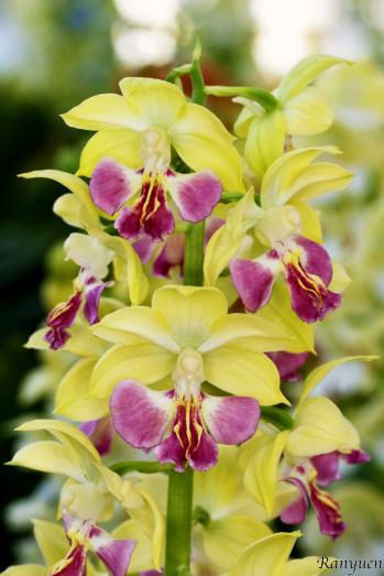 エビネ 蘭裕園 Ranyuen