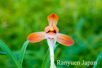 春蘭 蘭裕園 Ranyuen