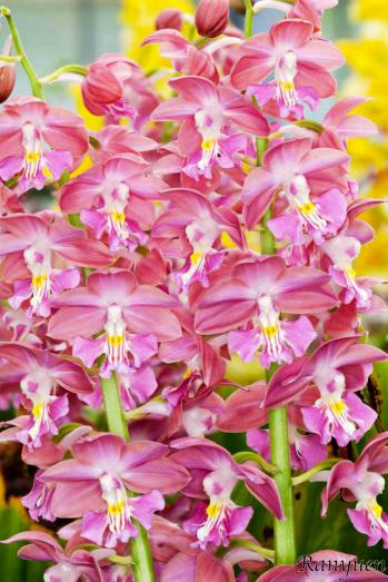 エビネ 蘭裕園 Ranyuen