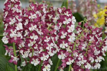 エビネ 蘭裕園 Ranyuen