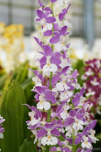 エビネ 蘭裕園 Ranyuen