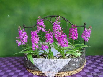 蘭裕園スタイル 蘭裕園 Ranyuen