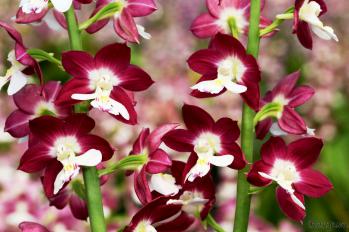 エビネ 蘭裕園 Ranyuen