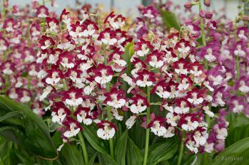 エビネ 蘭裕園 Ranyuen