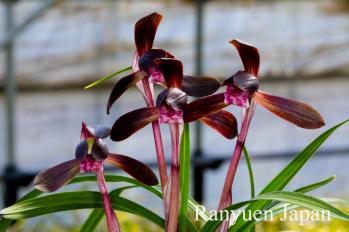 春蘭 蘭裕園 Ranyuen