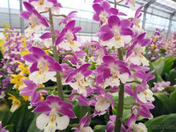 エビネ 蘭裕園 Ranyuen