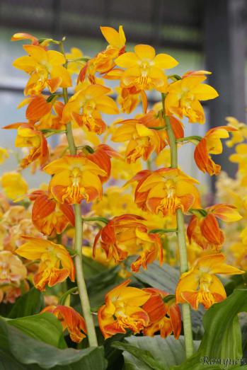 エビネ 蘭裕園 Ranyuen